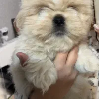 شیتزو سفید عروسکی|سگ|قزوین, |دیوار