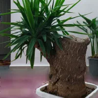 گل یوکا بنسای سرحال و سالم