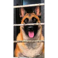 سگ مالینویز ماده