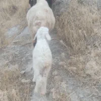 فروش بره