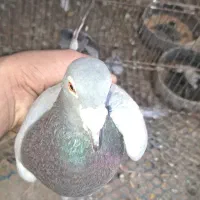 کفتر سبز ماده