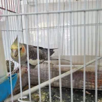 عروس هلندی|پرنده|تربتحیدریه, اندیشه|دیوار