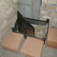 مرغ کرچ دورگ
