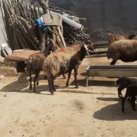 میش وبره|حیوانات مزرعه|کوهدشت, |دیوار