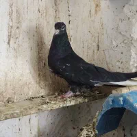 اشعل کوهی دم سفید کبوتر کفتر شرط نطفه و پرش