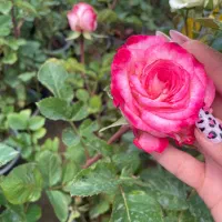 فروش انواع گل رز هلندی صورتی ،قرمز ،زرد