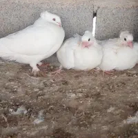 30عددکبوتر برای فروش|پرنده|کرخه, |دیوار