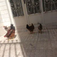 مرغ و خروس رسمی خانگی سالم