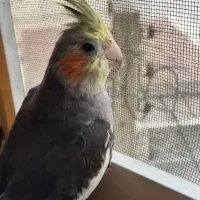 ۳تا عروس هلندی ۴ماه