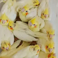 جوجه عروس هلندی