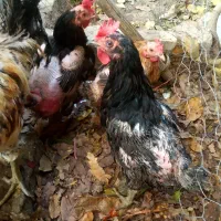 مرغ رسمی تخم گذار|حیوانات مزرعه|هشتگرد, تهران دشت|دیوار