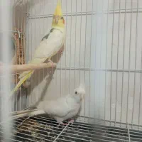 دوکت لوتینو و جوجه|پرنده|علی‌آباد کتول, |دیوار