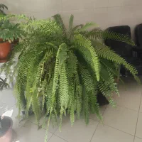 گل سرخس