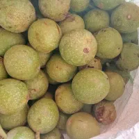 فروش گردوی سبز و محصولات باغی