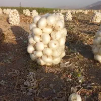 پخش فرهنگی جات به سوپرمارکت ها و ...|خوردنی و آشامیدنی|تهران, بریانک|دیوار