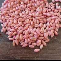 گندم بذری رقم صدرا