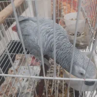 کاسکو ماده سخنگو دستی|پرنده|اصفهان, سپاهان‌شهر|دیوار