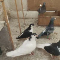 کفتر ساده خال کرمونی