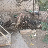 بوقلمون محلی
