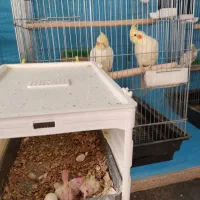 عروس هلندی باجوجه وقفس،خنداب|پرنده|ملایر, |دیوار