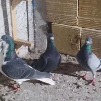 کبوتر پرشی نر ارزان مفت