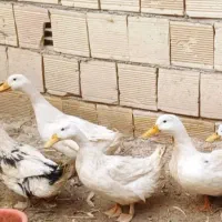 اردک تخم گذار  ۲۰ ماهه