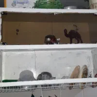 آبچکان