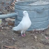 کبوتر ماده سالم بدونه هیچ مریض