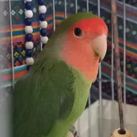 طوطی برزیلی نر دستی و رام