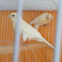 جوجه قناری نرزات پرتقالی کشیده وقلمدار