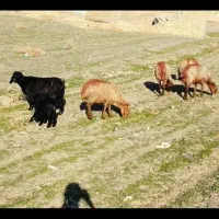 4عدد میش و1عدد بز همه پای هم 76میلون