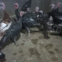 بوقلمون برنز وبربون|حیوانات مزرعه|قم, بوستان جوان|دیوار