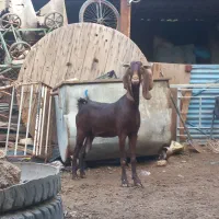 بز ماده نر افغانی در خرمشهر