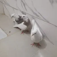 کبوتر|پرنده|کرمانشاه, |دیوار