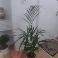 گل وگیاه اریکا وزاموفیلیا وشفلرا