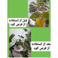 گل زیکزاکی خاص|گل و گیاه طبیعی|شیراز, کاراندیش|دیوار