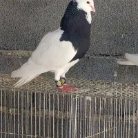 جفت جوونه طوقی