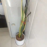 گل طبیعی،سانسوریا،زاموفیلیا،یوکا،کاکتوس|گل و گیاه طبیعی|قم, کوه سفید|دیوار