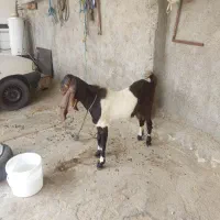 کهره پازن هل پاکستانی  لنگ سه قلو زاپاو دست کلفت