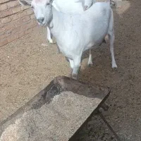 بز سانن اصیل وپرشیر چندقلو زا|حیوانات مزرعه|پائین جام, |دیوار