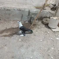 کفتر .کبوتر