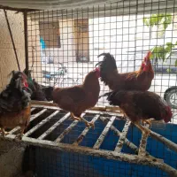 خروس رسمی|حیوانات مزرعه|پاکدشت, پارچین|دیوار