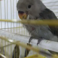 جوجه طوطی برزیلی