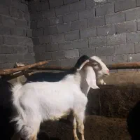 بزغاله نر پاکستانی