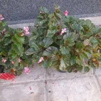 گلهای سالم سر حال