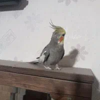 عروس هلندی نر همراه قفس|پرنده|ری, شهرک نظامی|دیوار