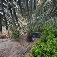 خرید فروس پاجوش نخل شاهانی هلیله ای خاسویی کبکاب م