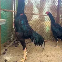 تخم مرغ اوشامو