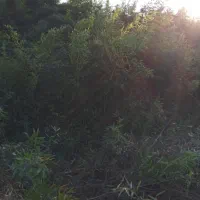 بامبو خیزران نهال با ریشه قالبی|گل مصنوعی|لاهیجان, گلستان|دیوار