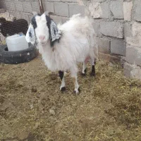 بز.،‌.|حیوانات مزرعه|فردوس (خراسان), |دیوار